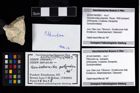 Foto (Objekt + Etikett) von Pithonoton sp.  (NHMW-GEO-2014-0194-0993)